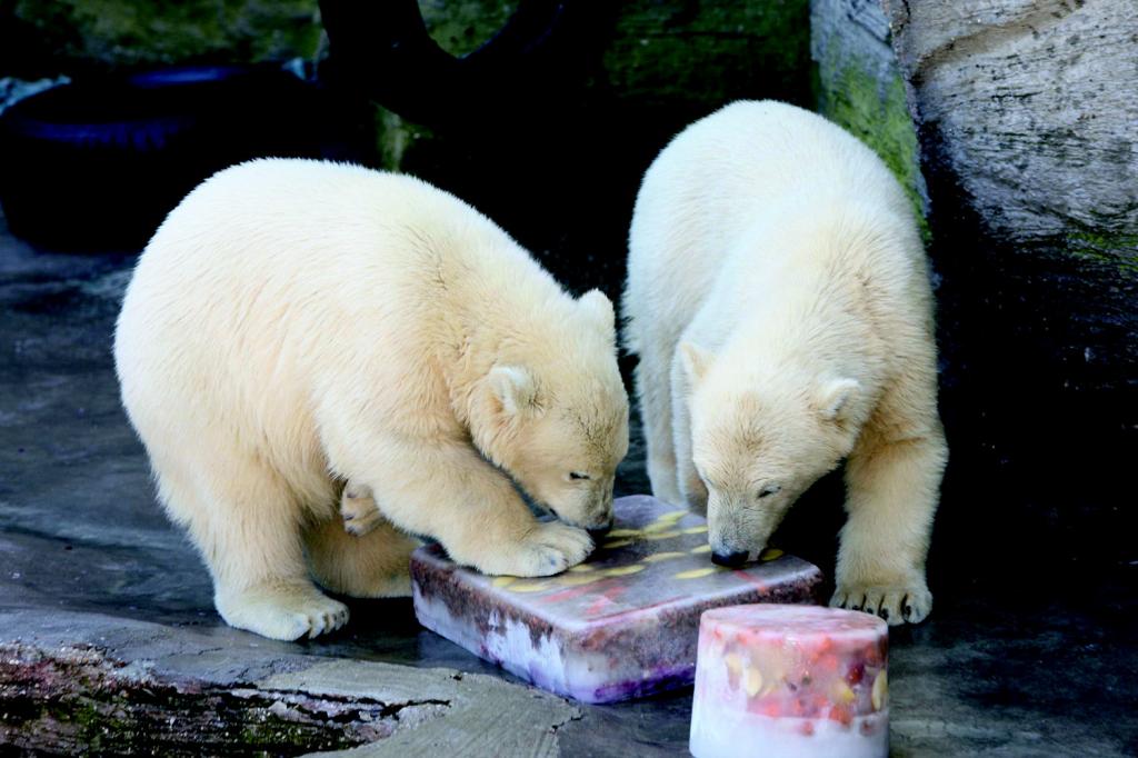 VW: Eisbärenbaby heißt Arktos 