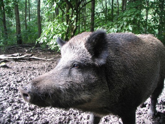 Mehr Verkehrsunfälle mit Wildschweinen 