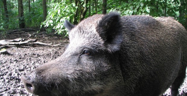 Mehr Verkehrsunfälle mit Wildschweinen 