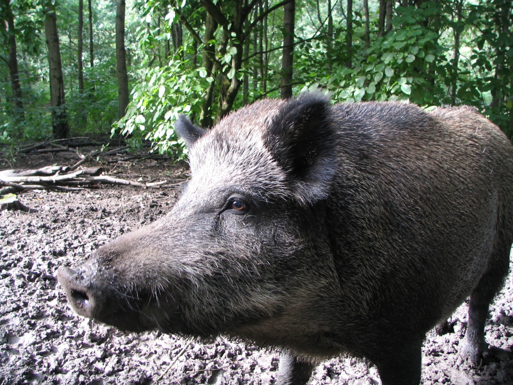 Mehr Verkehrsunfälle mit Wildschweinen 
