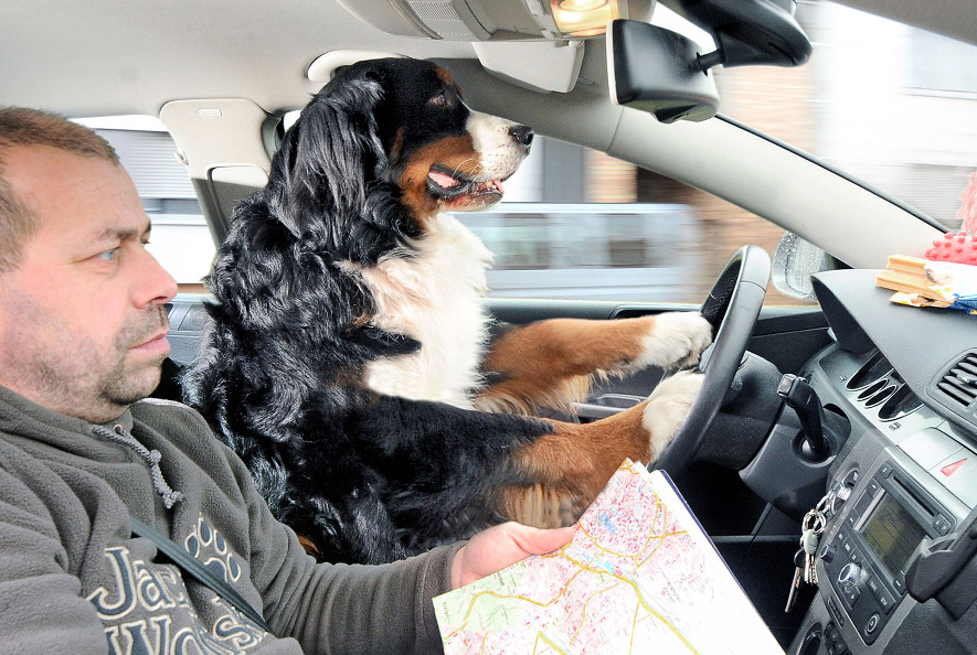 Meldung zum 1. April: Bello ist der bessere Autofahrer