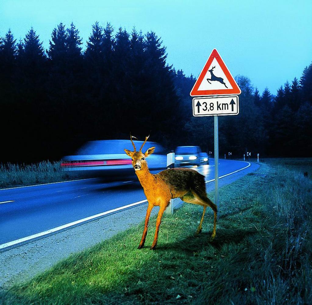Recht: Versicherung muss bei Unfall mit totem Tier zahlen 