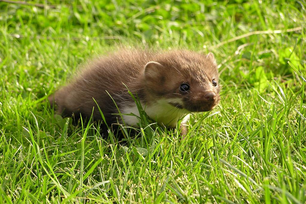 Ratgeber: Vorsicht vor dem Marder 