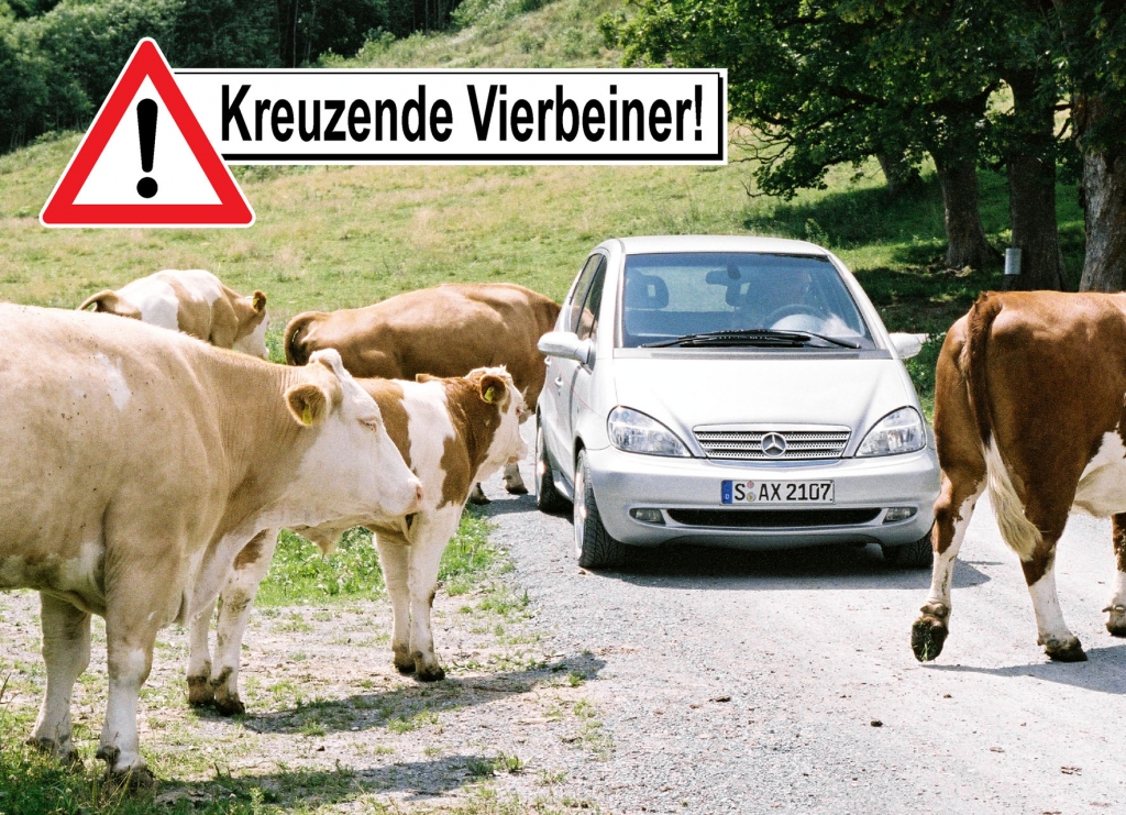 Achtung Kühe: Almabtriebe in den Alpenregionen 