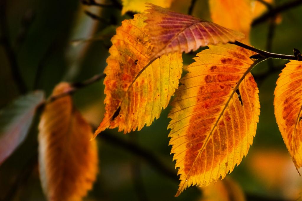 Tipps für den Herbst: Laub im Motorraum entfernen 