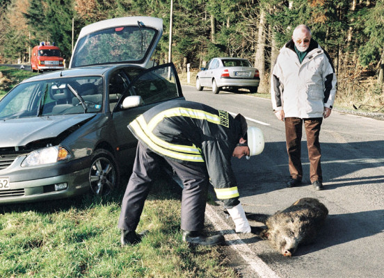 Wildunfall – Versicherer regulieren unterschiedlich