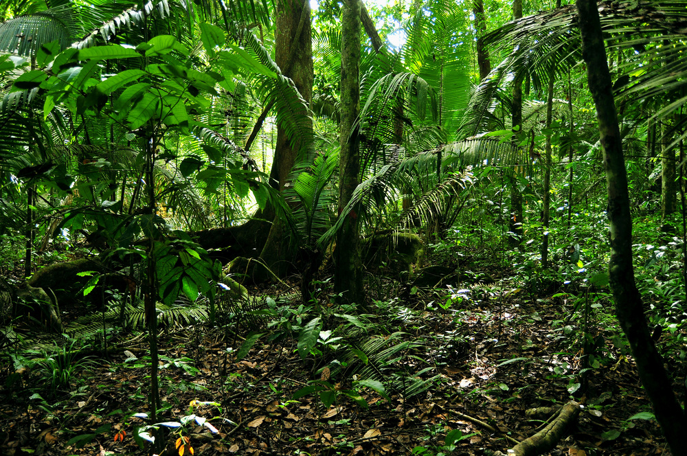 Peugeot-Regenwaldprojekt in Brasilien wird Naturschutzgebiet