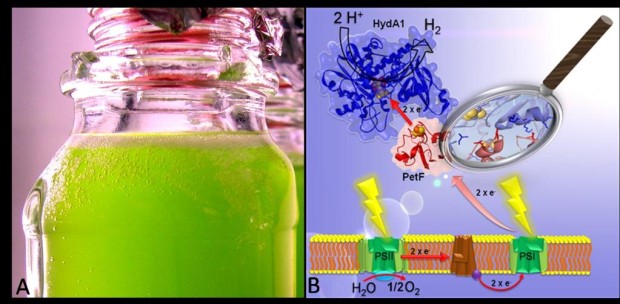 Wasserstoff aus dem Reagenzglas – Wissenschaftler setzen auf Grünalgen