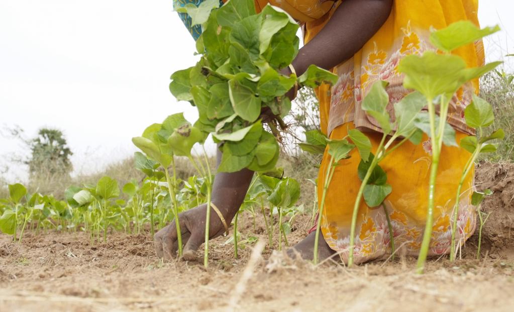 Daimler startet neues Projekt für Jatropha-Biodiesel