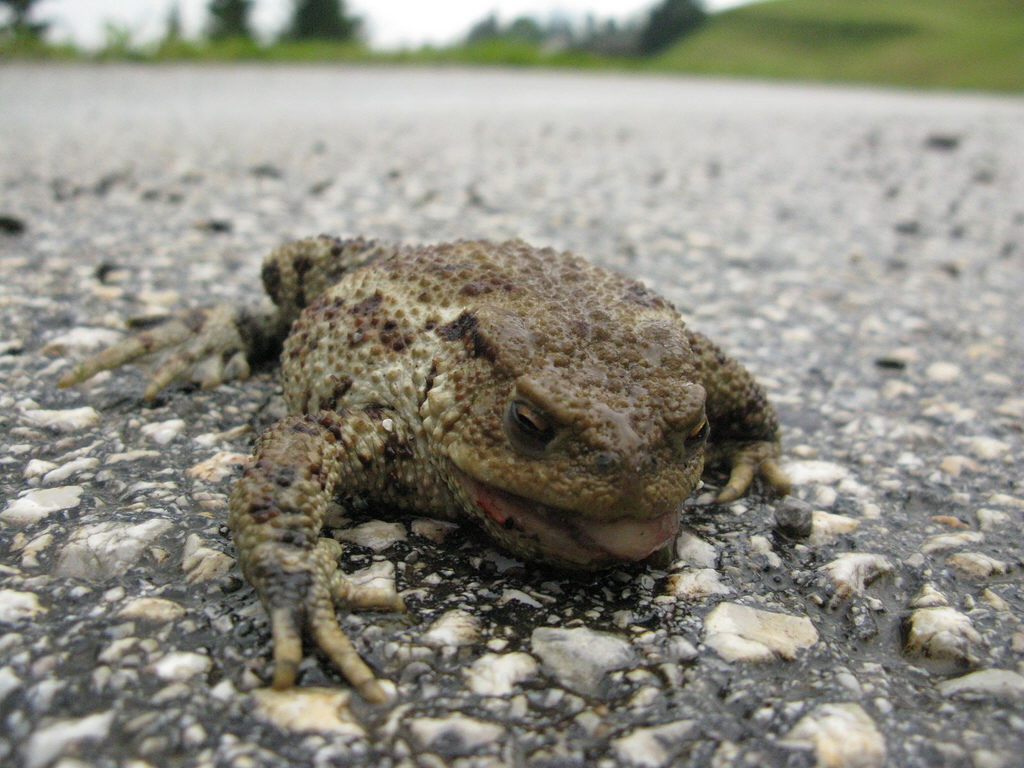 Krötenwanderung: On the road again 