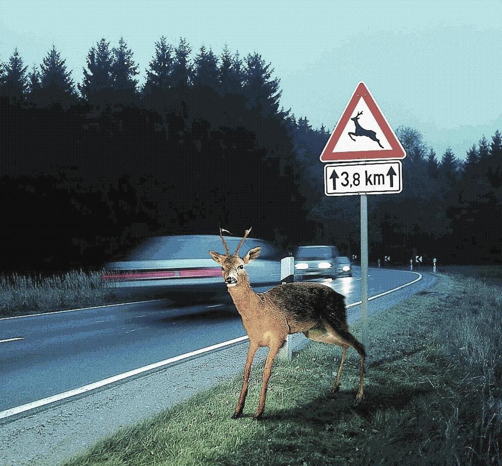 Fachtagung ''Achtung: Wild! – Unfallrisiko senken''