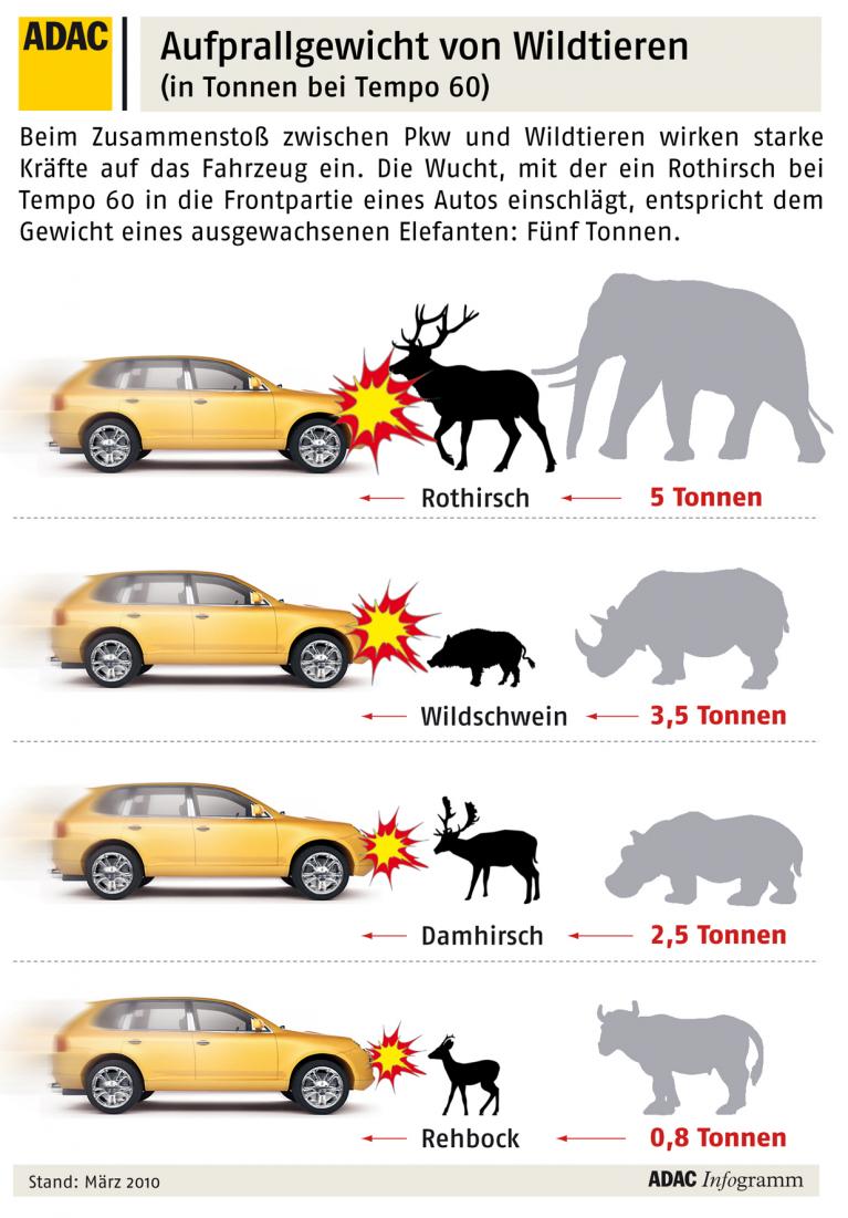 Gegen Wildunfälle hilft vor allen Dingen eines: Runter vom Gas. 