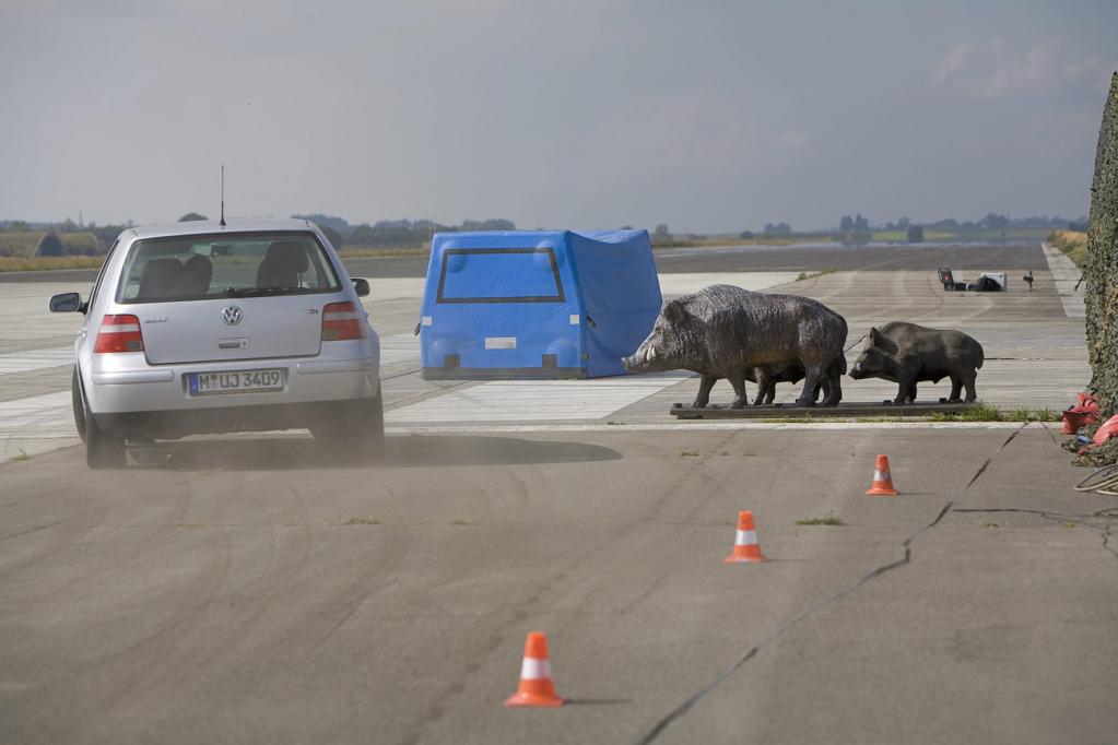 Wildtiere: Ausweichmanöver gefährlicher Zusammenprall 