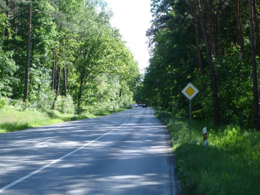 Deutscher Wald wächst trotz zunehmendem Autoverkehr