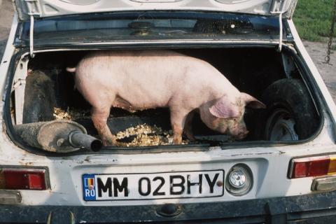 Essen im Auto kann krank machen. Bildquelle: http://manvotional.blogspot.com/