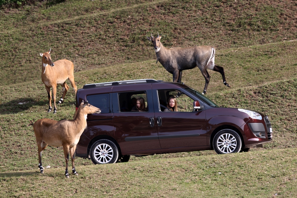 Fahrbericht Fiat Doblò Emotion 1.6 16V Multijet: Für fröhliche Freizeit