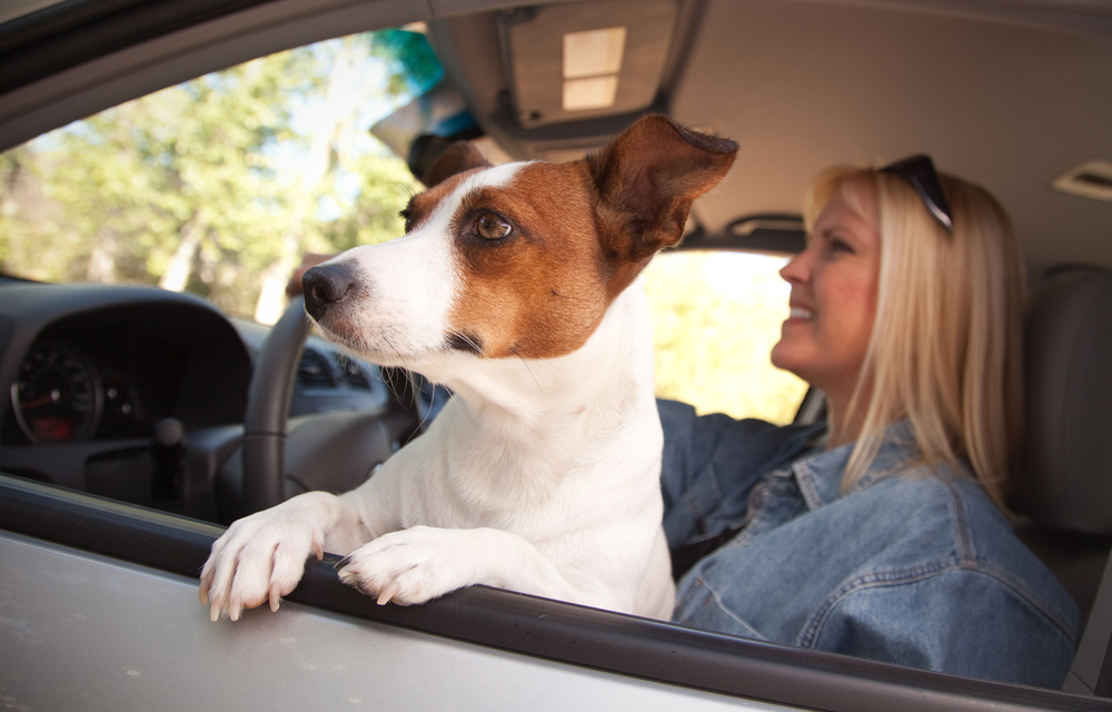 A.T.U: Hunde im Auto mit Schutzgitter transportieren