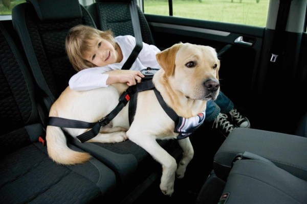 Hund im Auto – aber sicher!