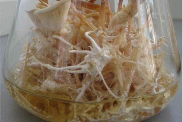Biosprit aus Holz 