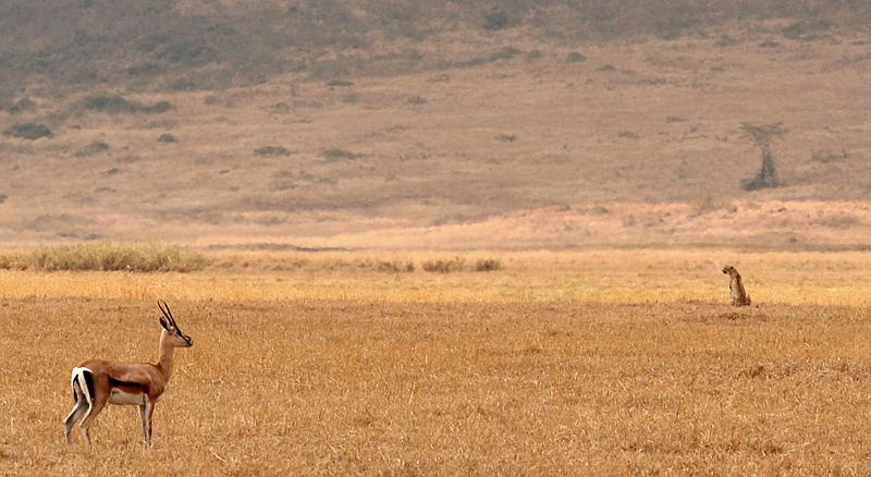 Der Serengeti Nationalpark gilt als einer schönsten Naturschutzgebiete der Welt