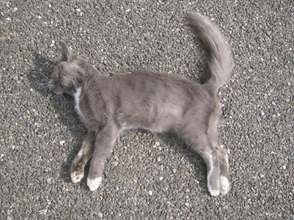 Eine Foto aus der Galerie des California Roadkill Observation Systems