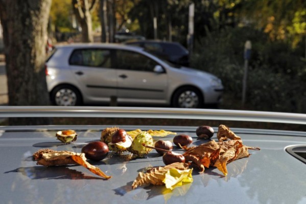 Recht: Vorsicht im Herbst - Nicht unter Kastanien parken