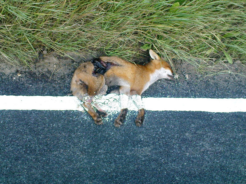 Toter Fuchs einfach übermalt, Foto von: SOUTH WEST NEWS SERVICE LTD / Actionpress