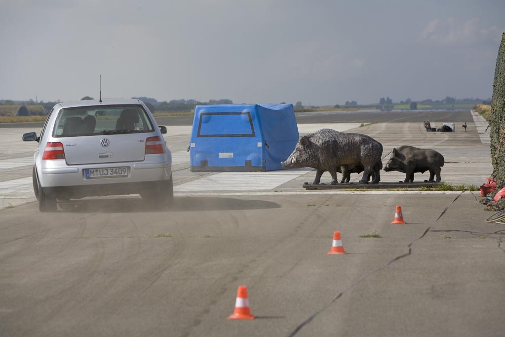 ADAC-Test: Unfallsimulation mit Wildschweinrotte.