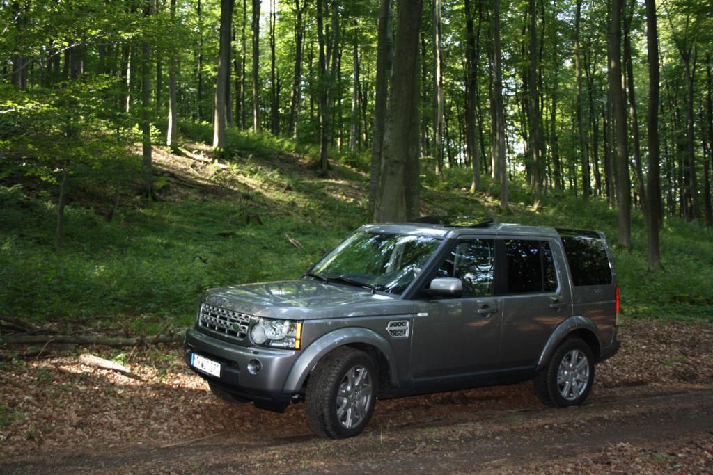 Im Wald zuhause