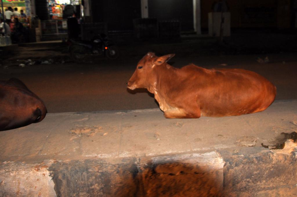 Kühe sind in Indien heilig und dürfen fast alles