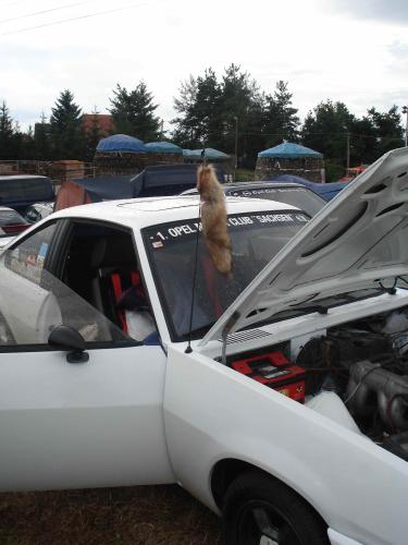 Vom Fondpassagier und der Hutablage – Auto-Begriffe, die 2011 keiner mehr kennt. Teil 1: VW-Blumenvase, Musikkasette, Fuchsschwanz und Wunderbaum.