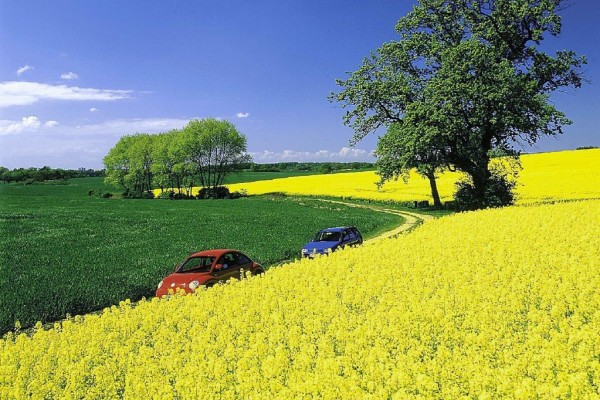 Neues Verfahren: Bald Diesel aus ''Biomüll''? 