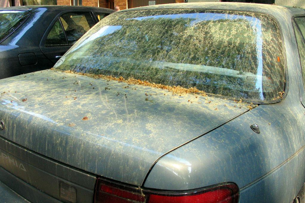 Gelbe Gefahr: Was tun gegen die Pollenplage auf den Autos? 
