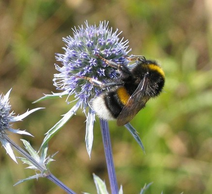 Hummel bei der Bestäubung - die anschließend herumfliegenden Pollen schaden dem Autolack