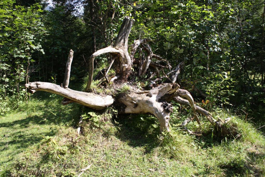 Toyota eröffnet Naturpark in Indonesien 