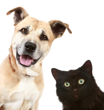 Ausweispflicht für Hund und Katz im Ausland