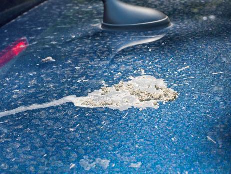 Recht: Vogelkot ist kein Sachmangel