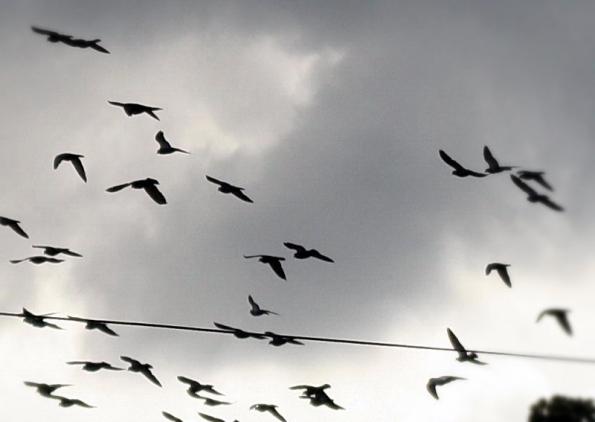 Recht: Vogelkot ist kein Sachmangel