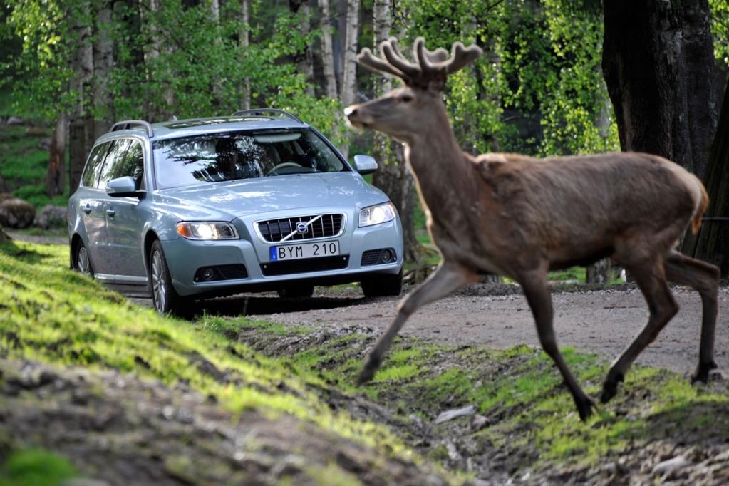 Volvos Notbremsassistent bremst auch für Tiere