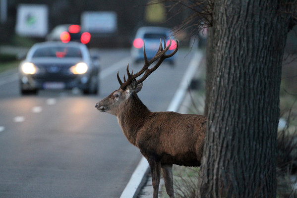 Vorsicht Wildwechsel!