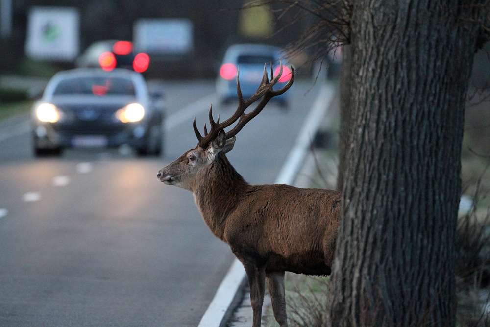Vorsicht Wildwechsel!