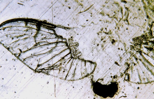 Insektenreiniger im Test - Keine große Hilfe