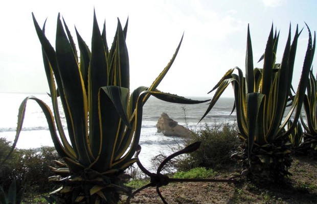 Agave: Biokraftstoff statt Tequila