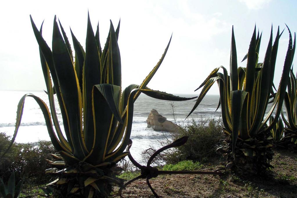 Agave: Biokraftstoff statt Tequila