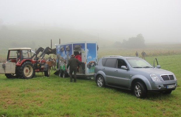 Flüchtige Kuh Yvonne tritt mit SsangYong Heimreise an