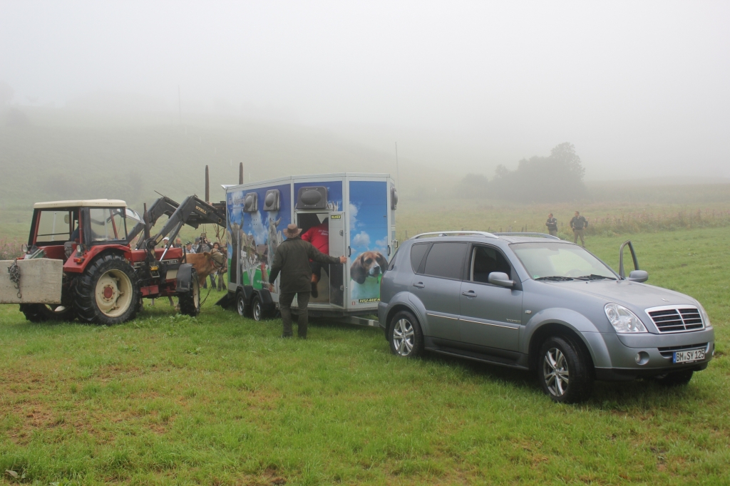 Flüchtige Kuh Yvonne tritt mit SsangYong Heimreise an
