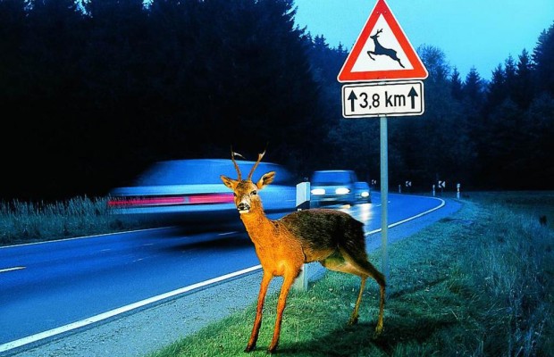 Vorsicht Wildwechsel - Wenn das Reh springt