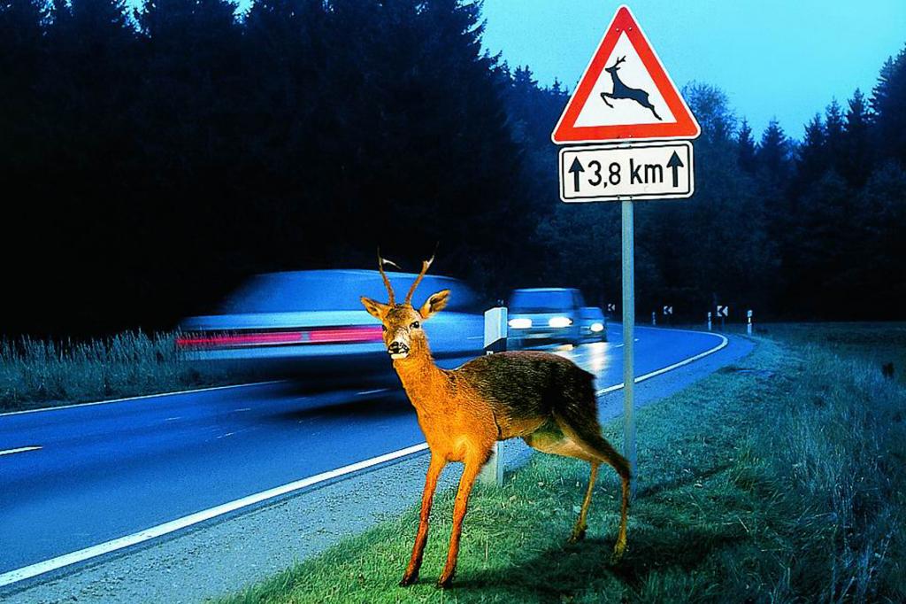 Vorsicht Wildwechsel - Wenn das Reh springt