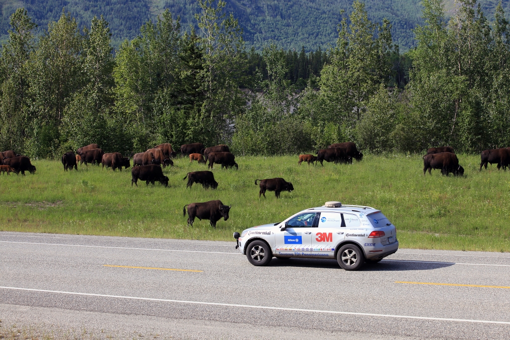Echte Büffel und ein kräftiger Diesel mit Büffelcharakteristik treffen sich in Kanada. 