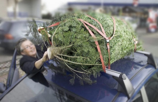 Wie Christbäume nicht zu Torpedos werden